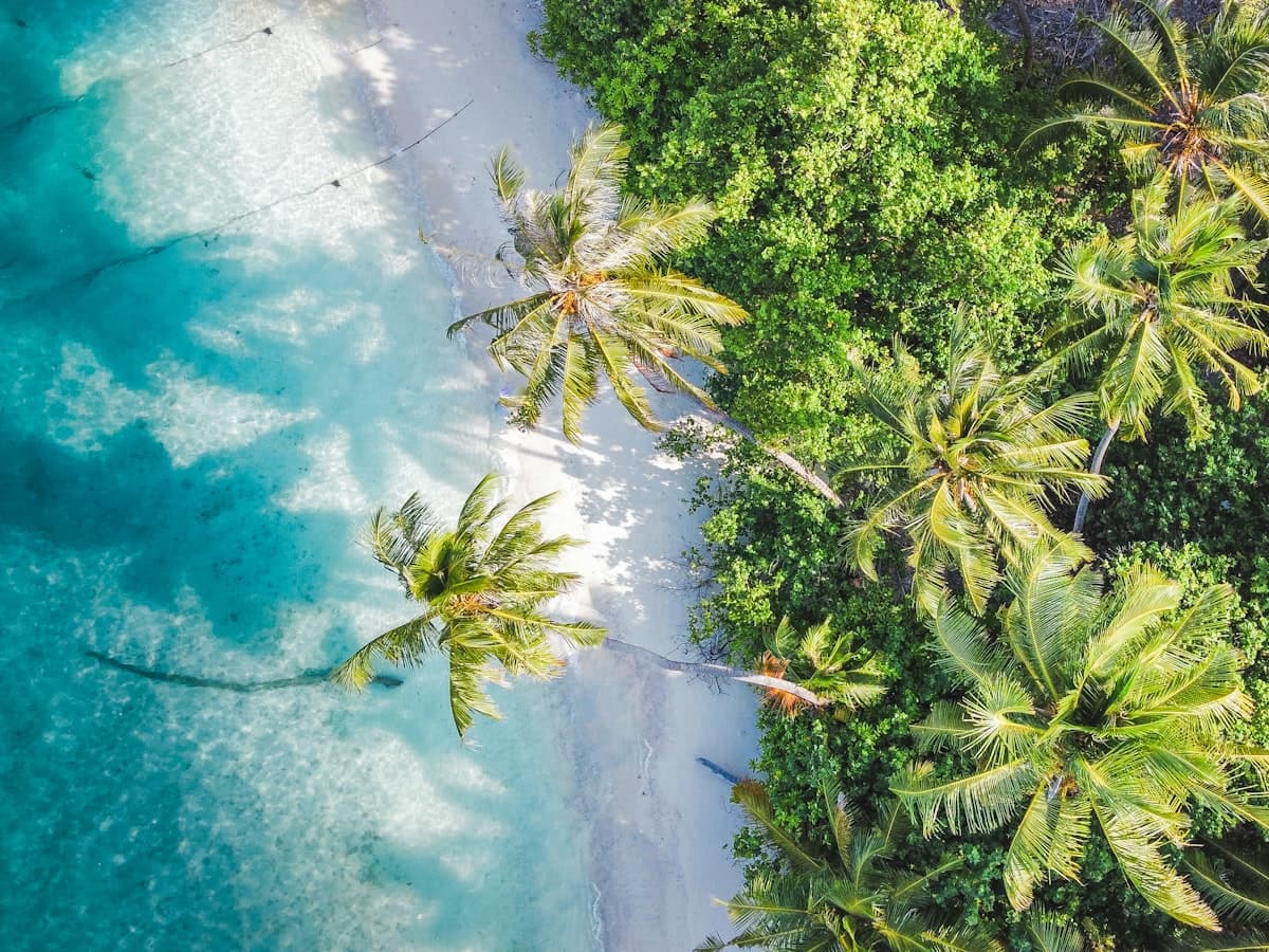 Lagune tropicale bordée de cocotiers, vue du ciel