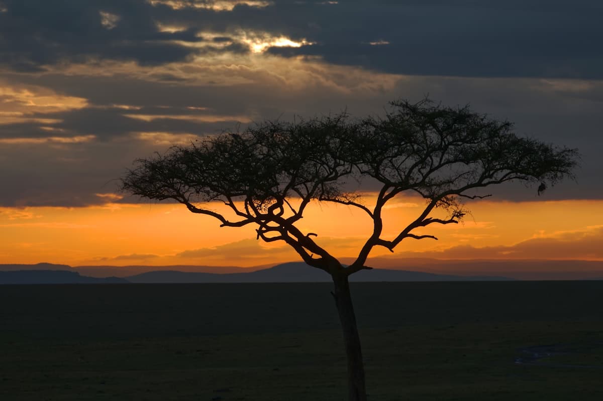 Acacia se découpant sur un coucher de soleil
